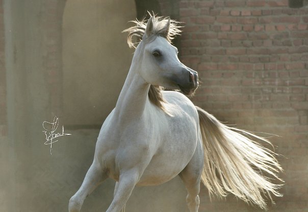خيول وخواطر اجمل صور الخيول بالعالم Home Facebook